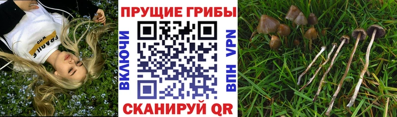 Купить закладки  Ковылкино  Галлюциногенные грибы Psilocybine cubensis 